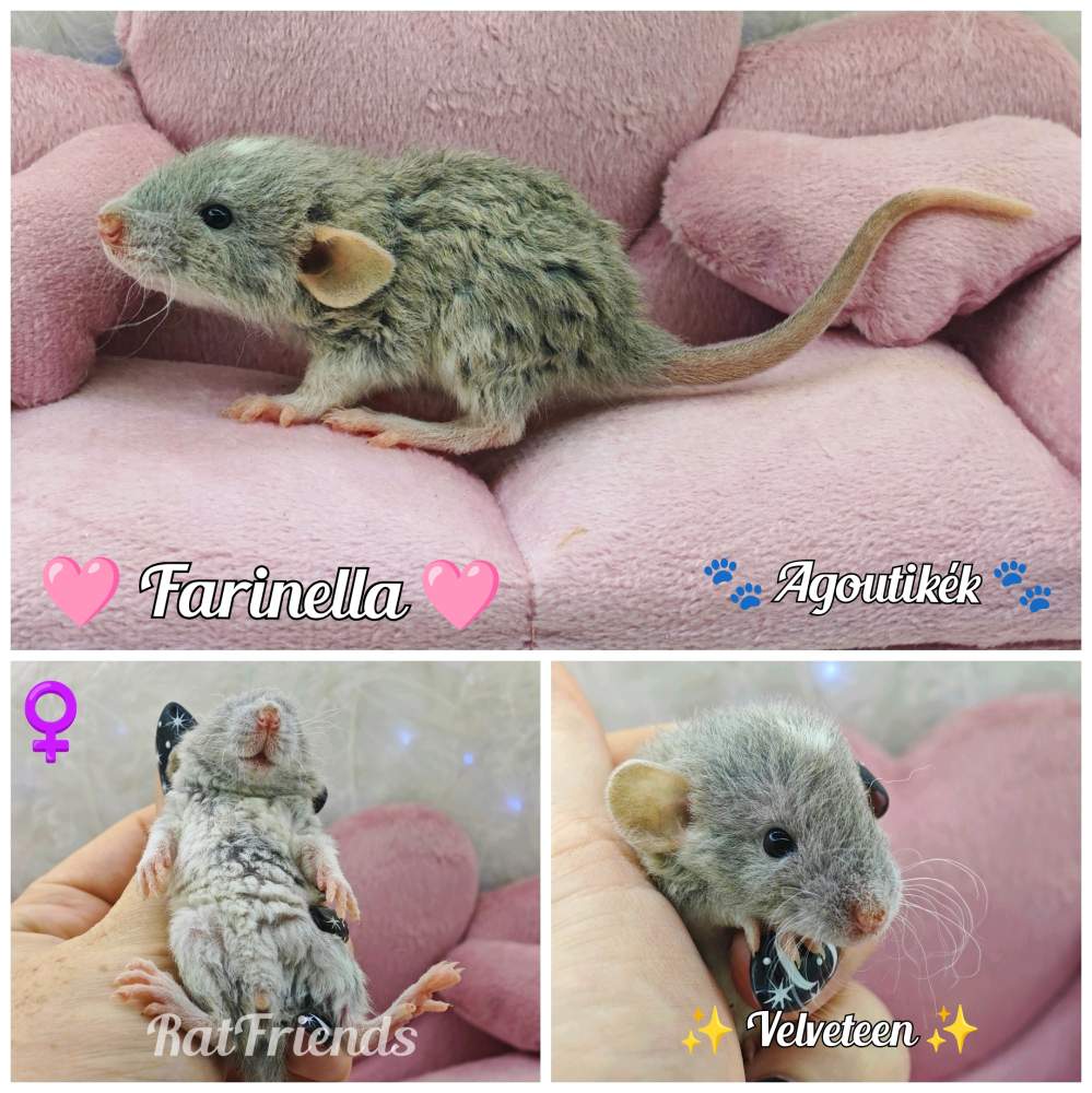Fancy rat Available for rehoming Rattus norvegicus 