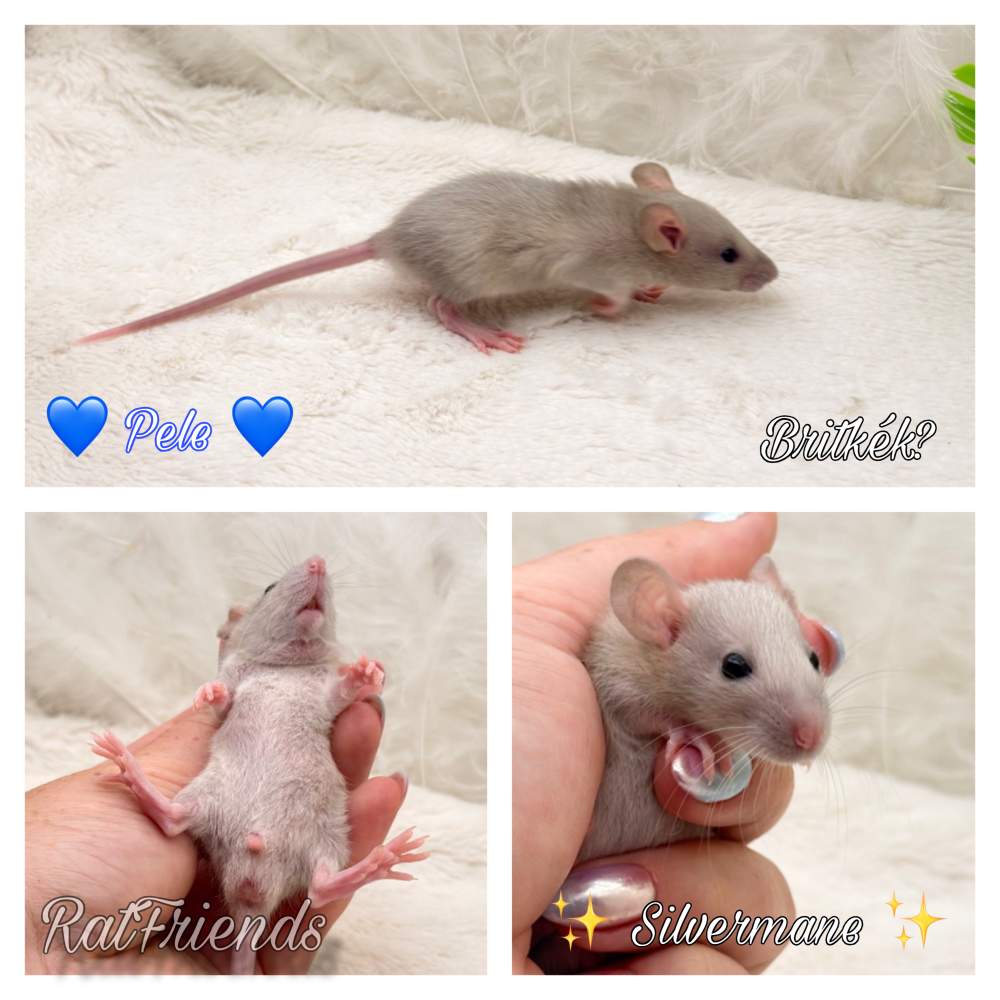 Fancy rat Available for rehoming Rattus norvegicus 