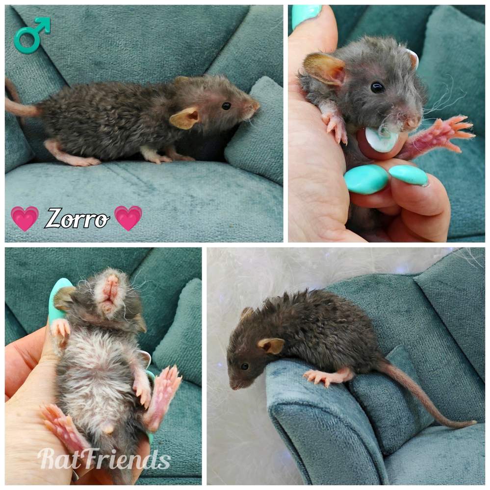 Fancy rat Breeder Rattus norvegicus 