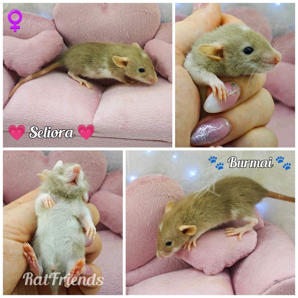 Fancy rat Owned by other Rattus norvegicus 