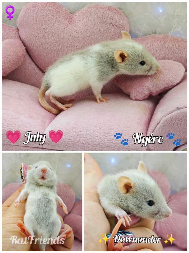 Fancy rat Available for rehoming Rattus norvegicus 