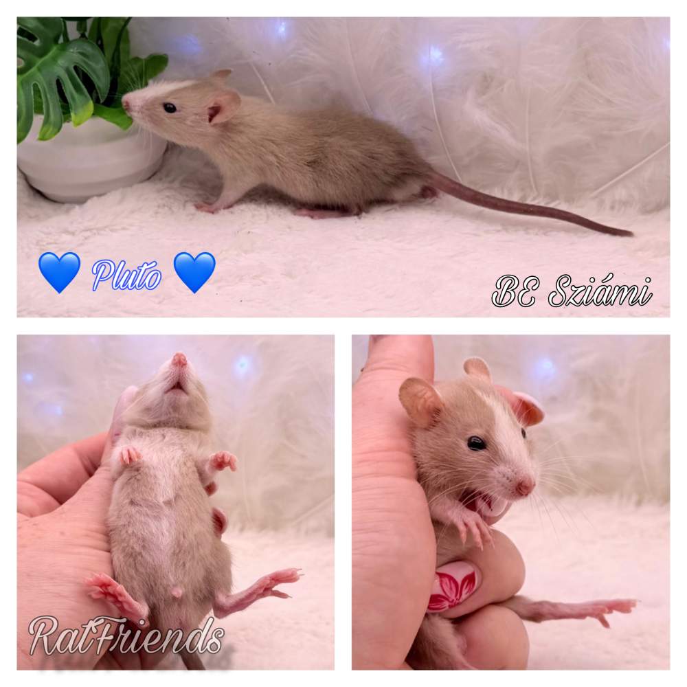 Fancy rat Available for rehoming Rattus norvegicus 
