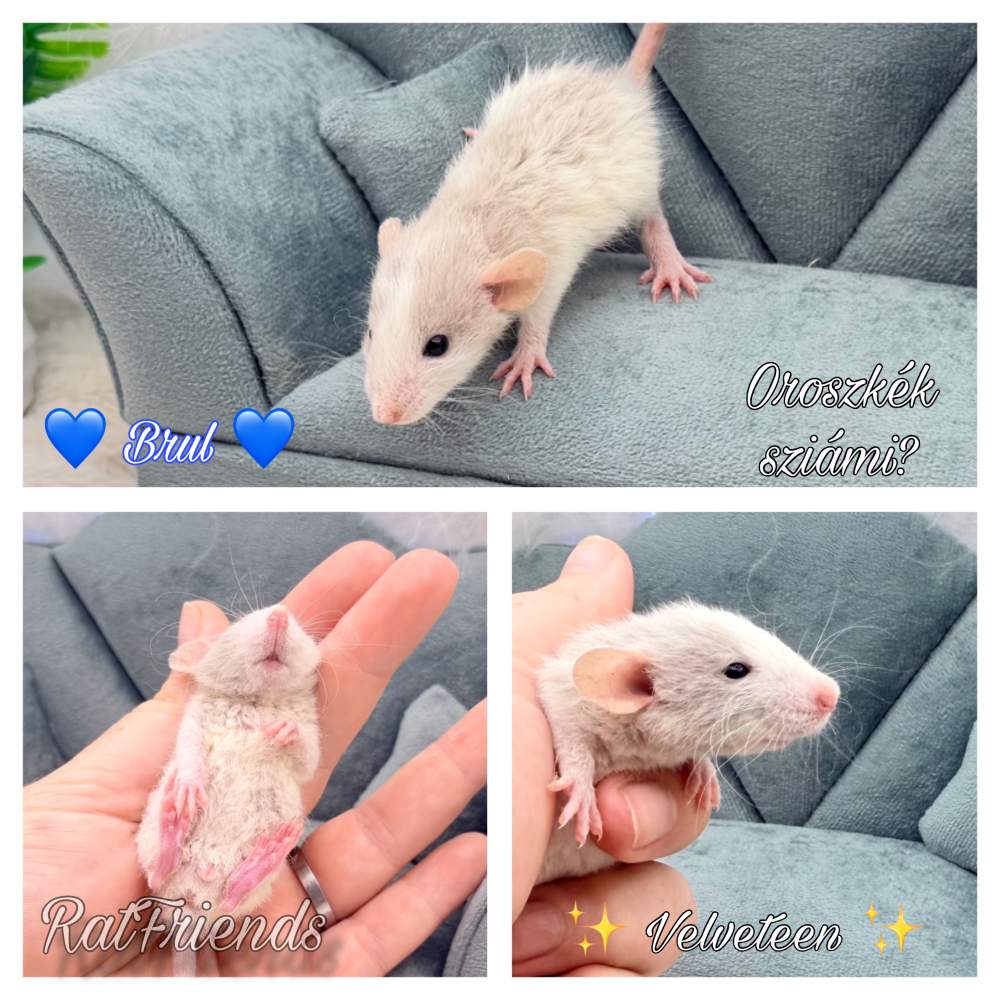 Fancy rat Available for rehoming Rattus norvegicus 
