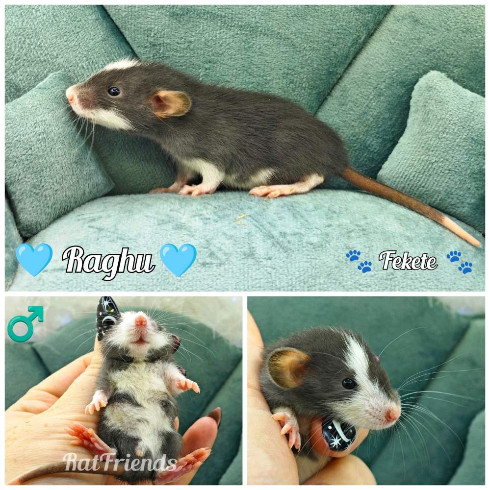 Fancy rat Breeder Rattus norvegicus 