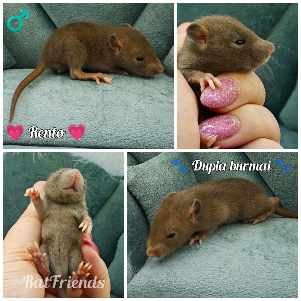 Fancy rat Available for rehoming Rattus norvegicus 