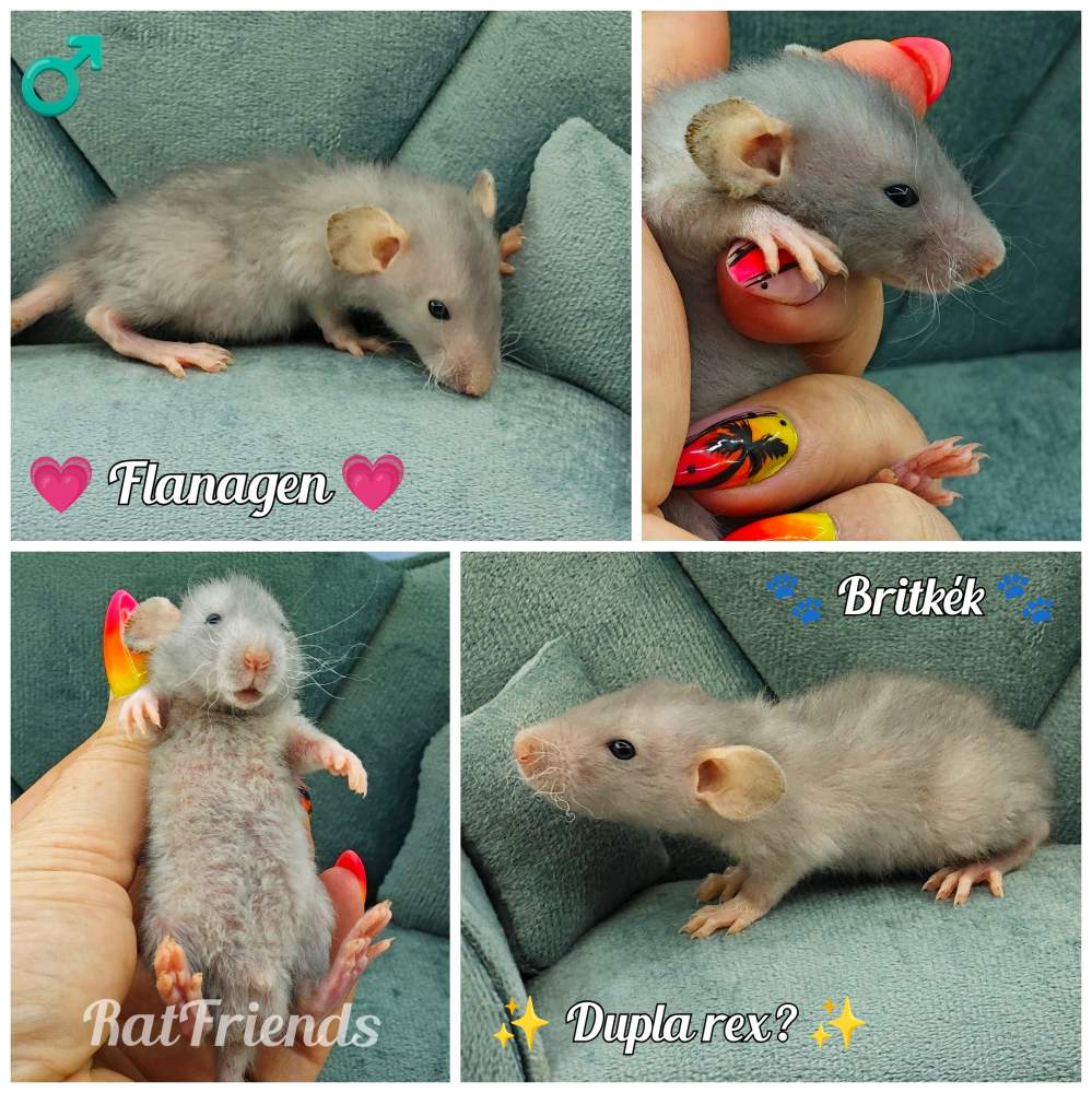 Fancy rat Pet only Rattus norvegicus 