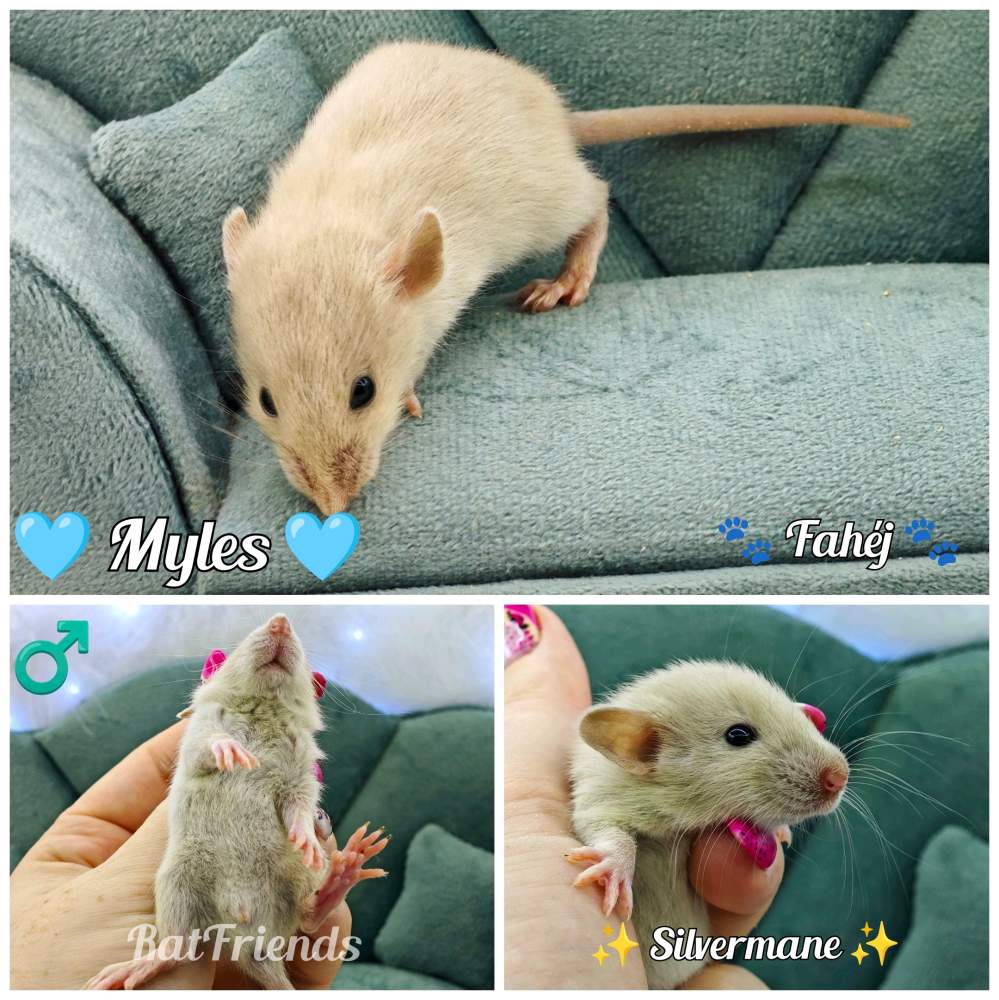 Fancy rat Breeder Rattus norvegicus 