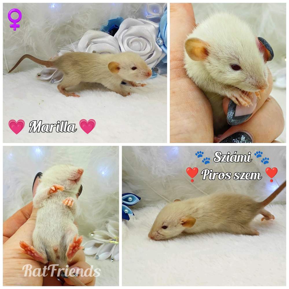 Fancy rat Owned by other Rattus norvegicus 