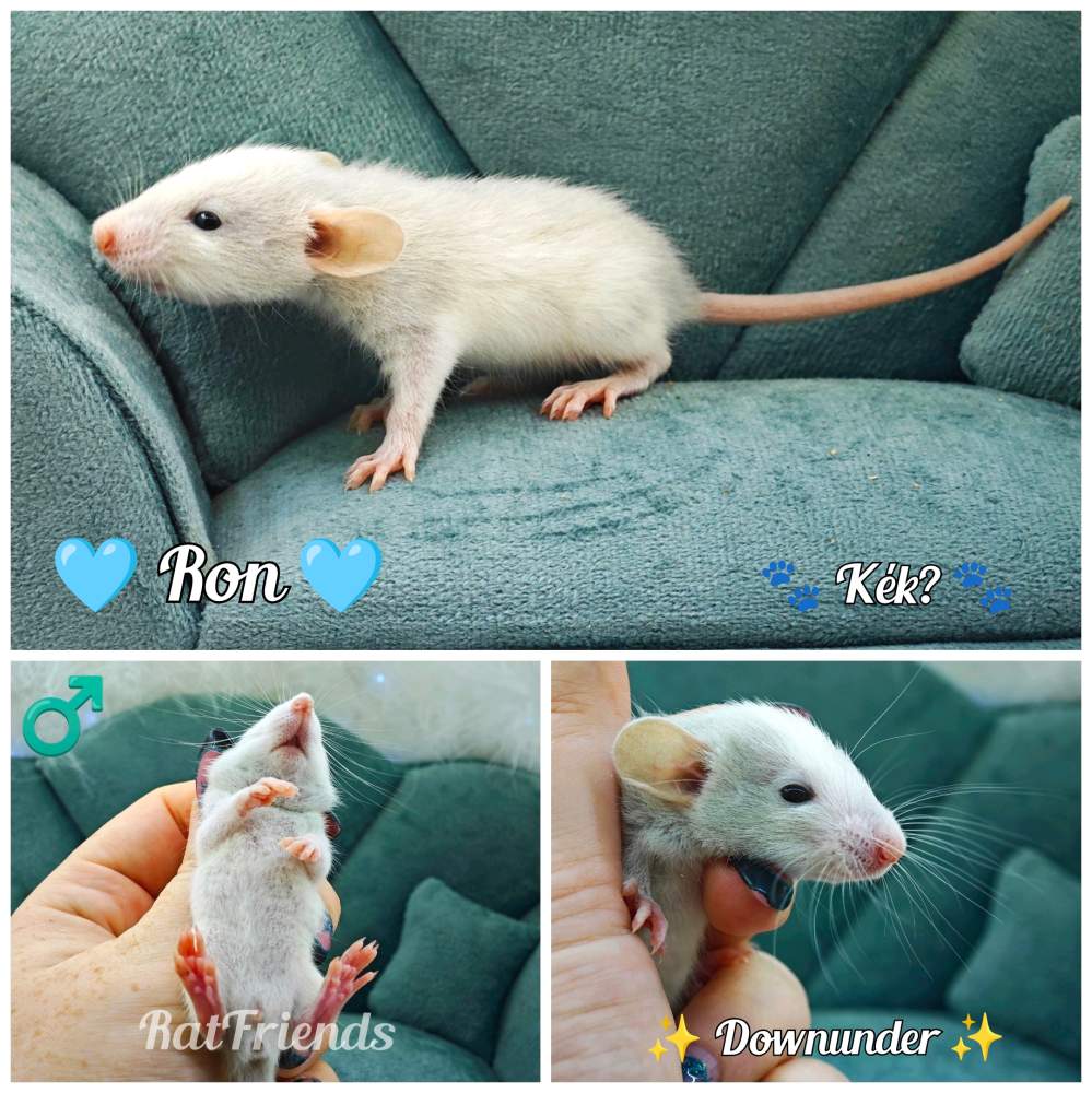 Fancy rat Available for rehoming Rattus norvegicus 