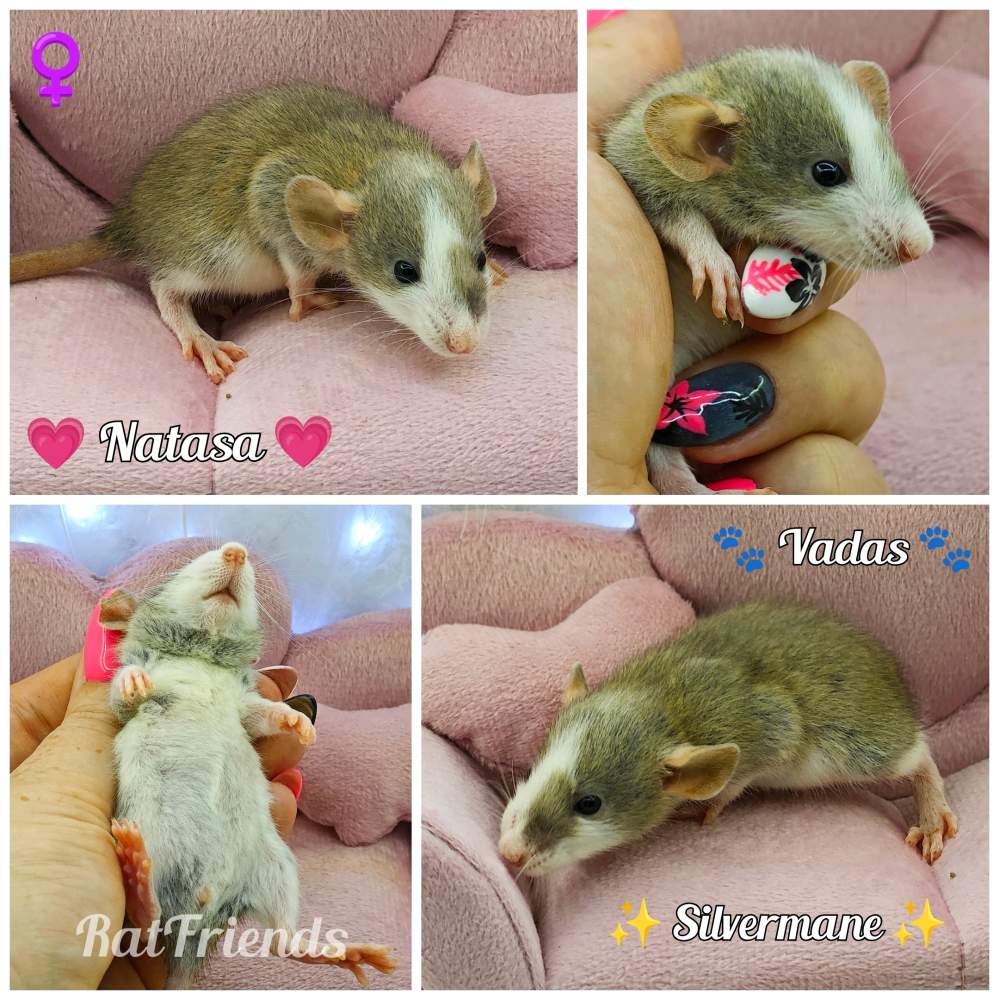 Fancy rat Available for rehoming Rattus norvegicus 
