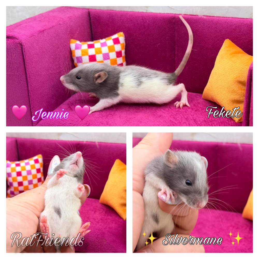 Fancy rat Breeder Rattus norvegicus 