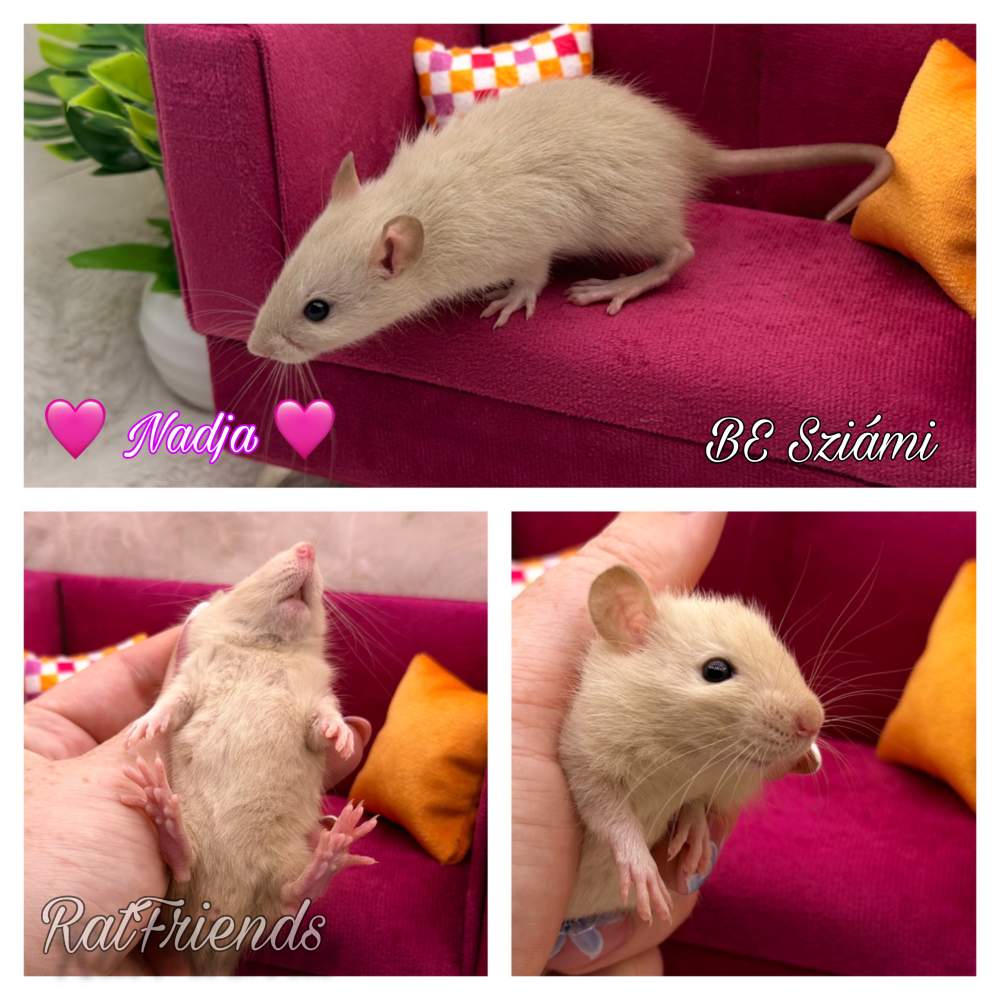 Fancy rat Available for rehoming Rattus norvegicus 