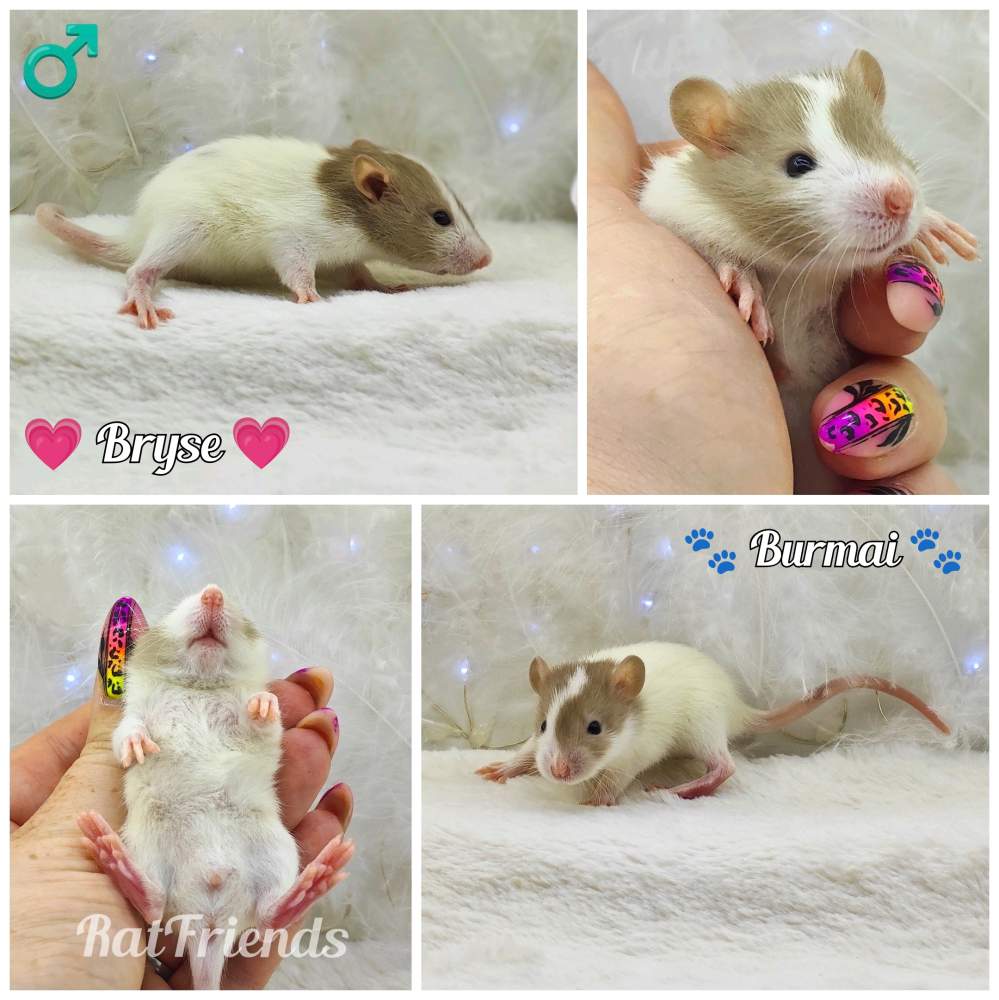 Fancy rat Owned by other Rattus norvegicus 