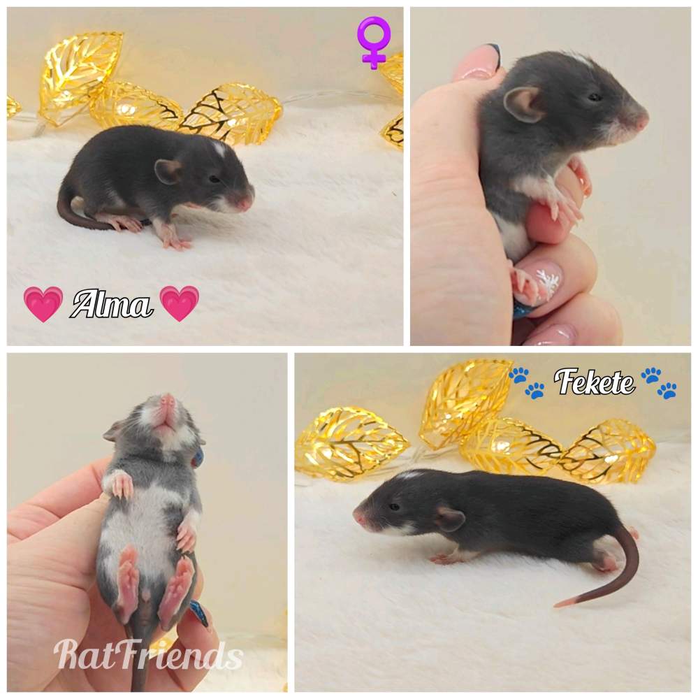 Fancy rat Owned by other Rattus norvegicus 