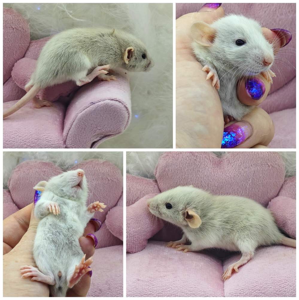 Fancy rat Breeder Rattus norvegicus 