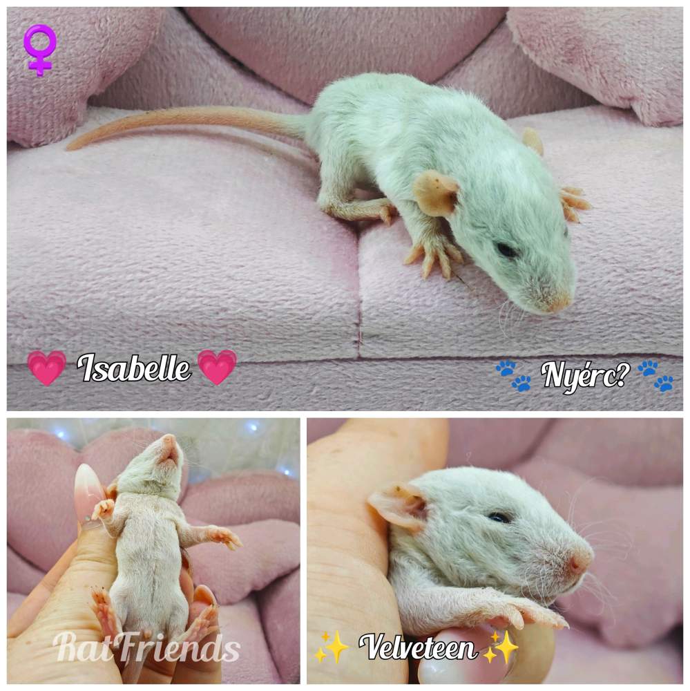 Fancy rat Breeder Rattus norvegicus 