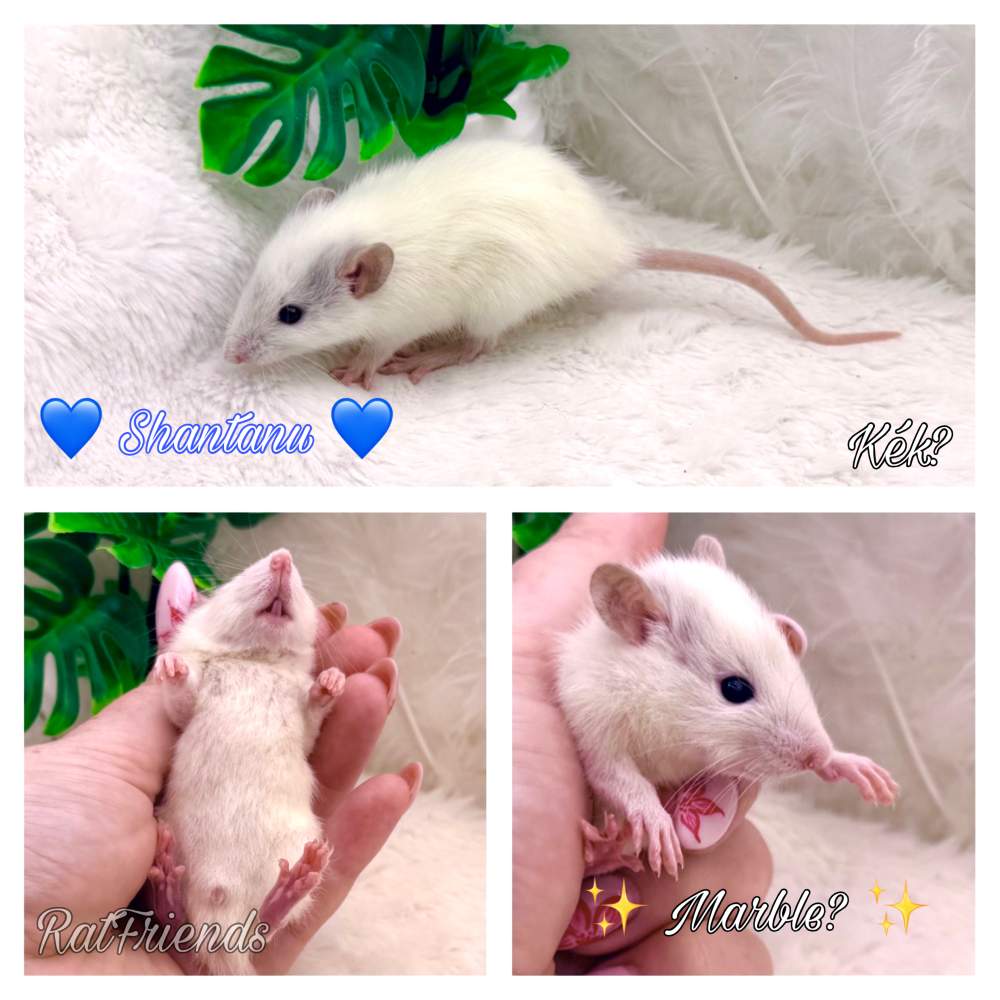 Fancy rat Breeder Rattus norvegicus 