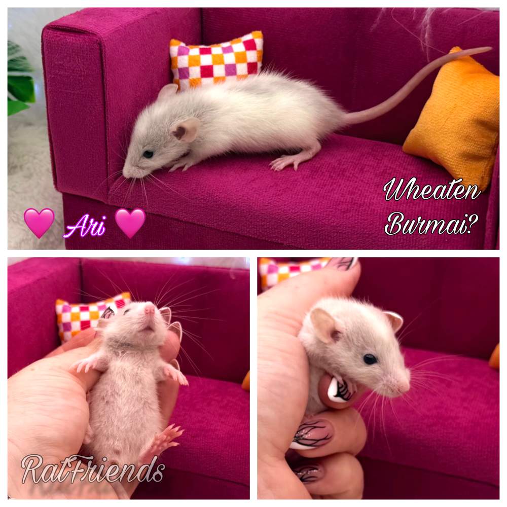 Fancy rat Available for rehoming Rattus norvegicus 