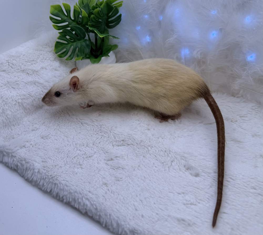 Fancy rat Breeder Rattus norvegicus 