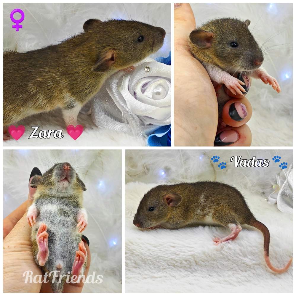 Fancy rat Owned by other Rattus norvegicus 