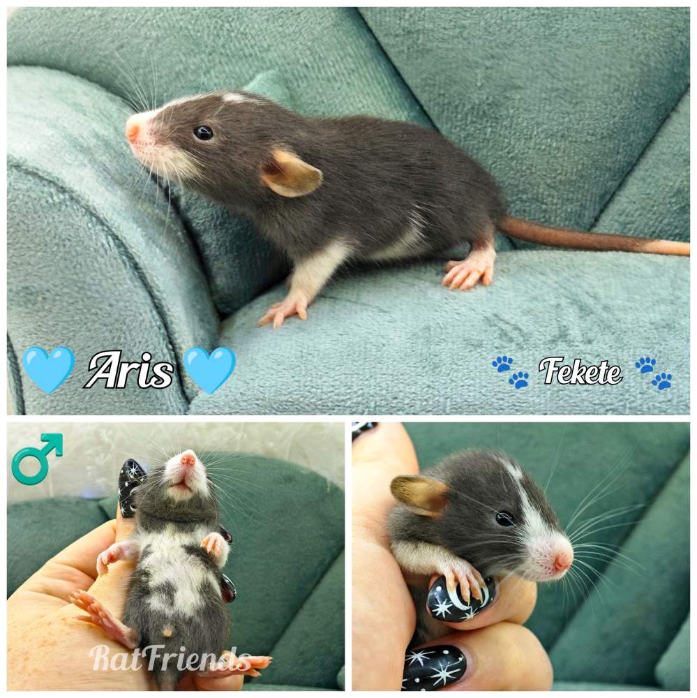 Fancy rat Available for rehoming Rattus norvegicus 