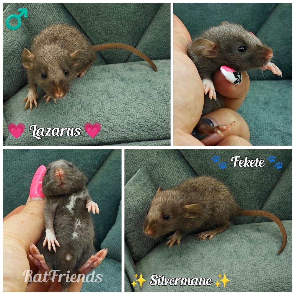 Fancy rat Available for rehoming Rattus norvegicus 