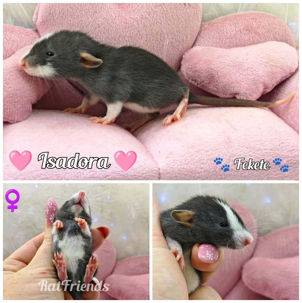 Fancy rat Available for rehoming Rattus norvegicus 