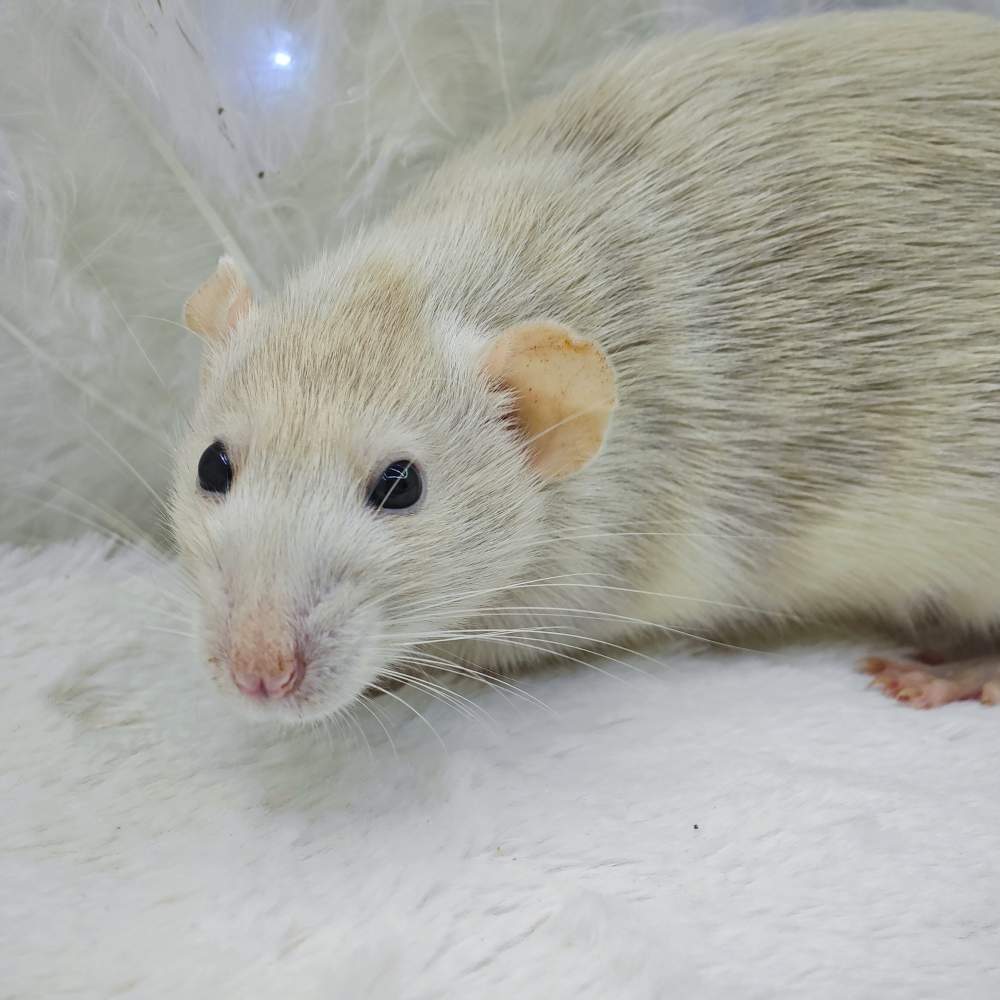 Fancy rat Breeder Rattus norvegicus 