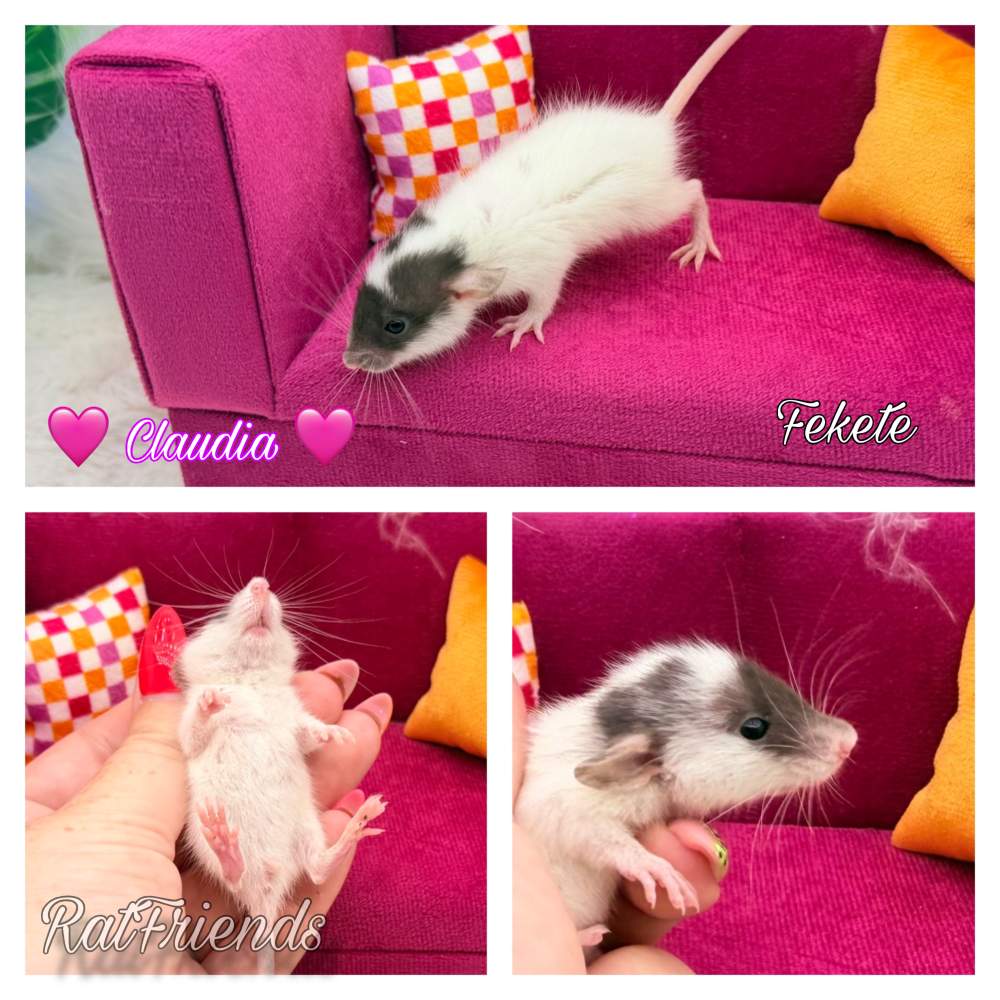 Fancy rat Available for rehoming Rattus norvegicus 
