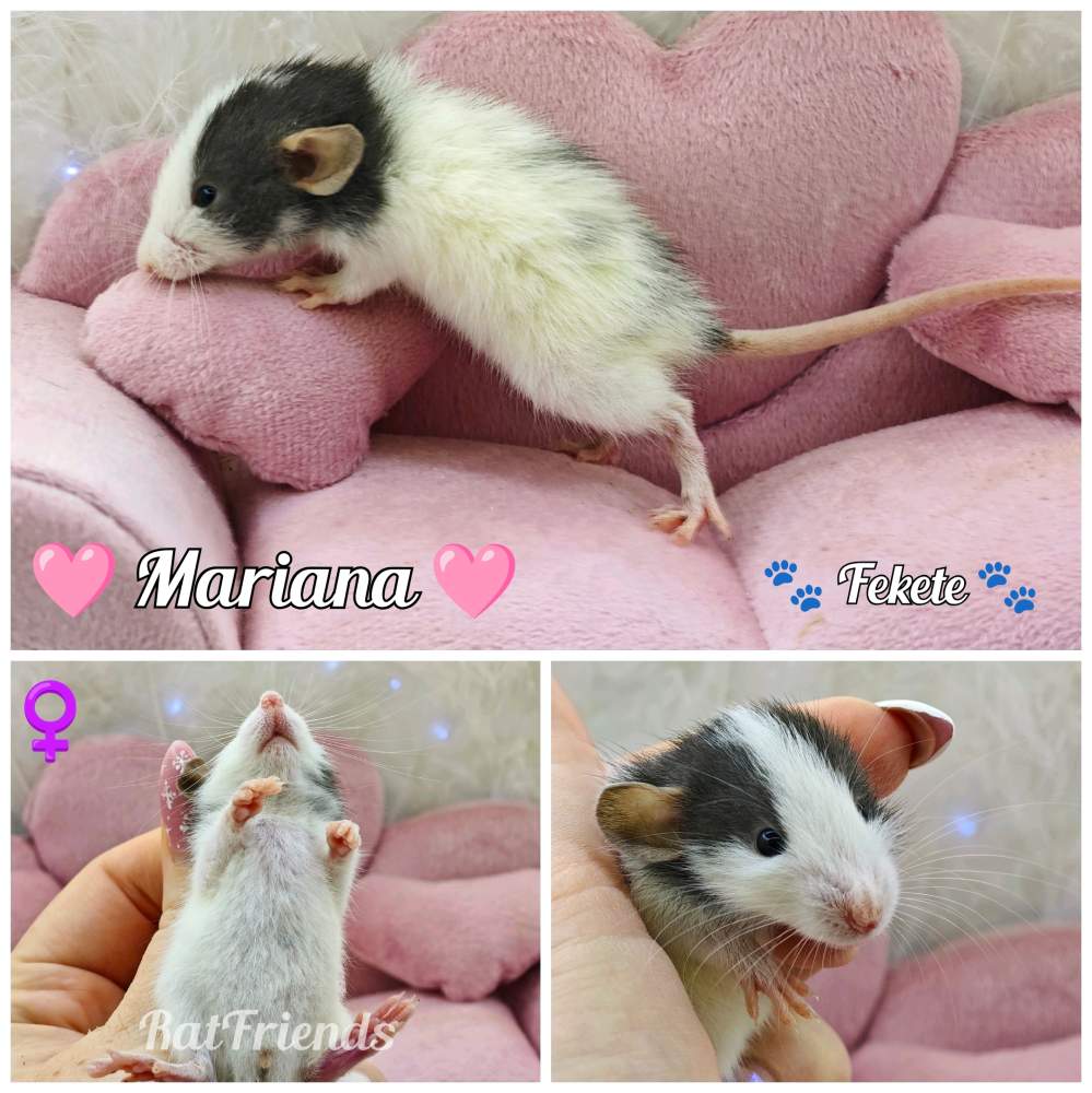 Fancy rat Available for rehoming Rattus norvegicus 