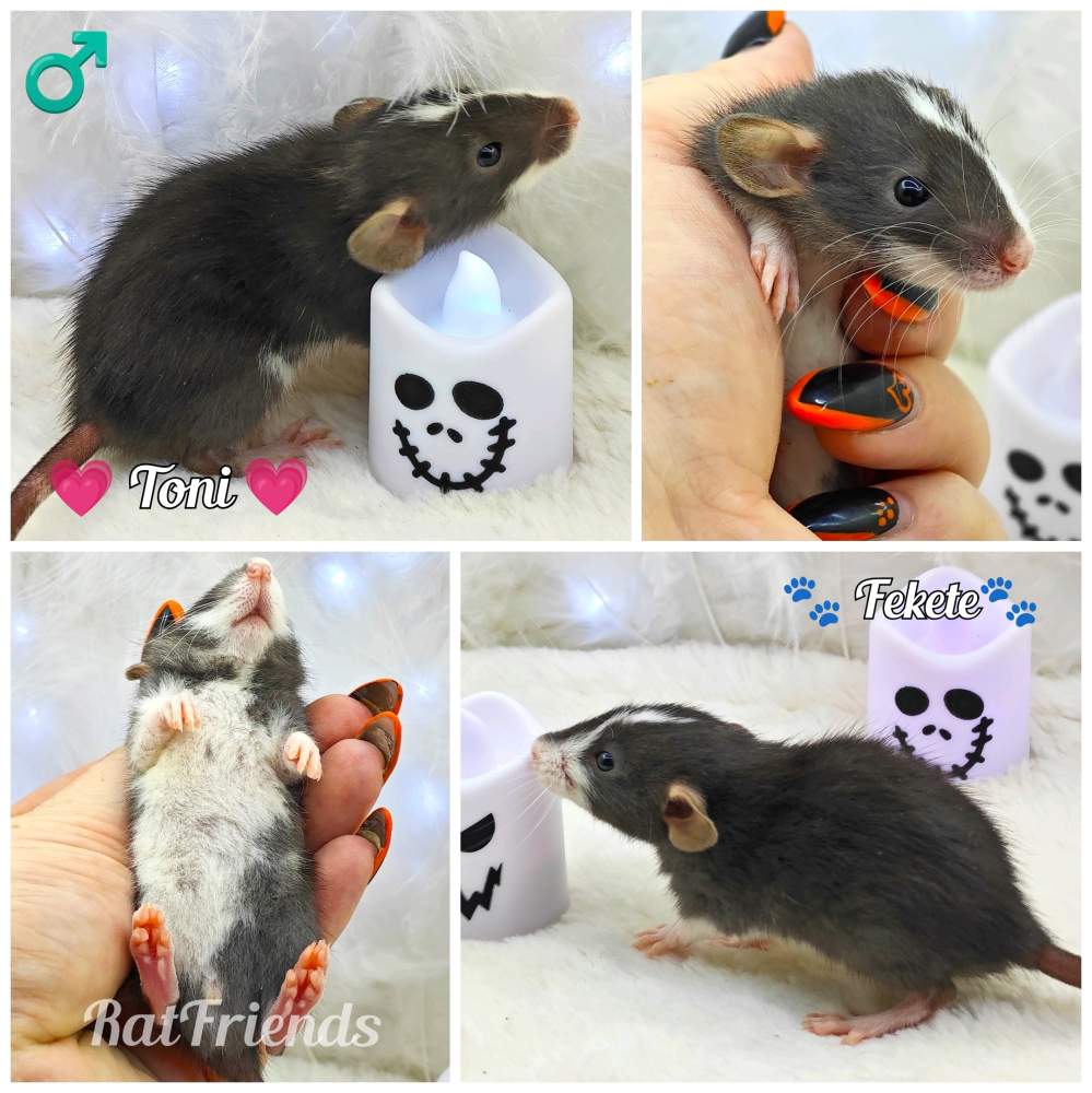 Fancy rat Owned by other Rattus norvegicus 