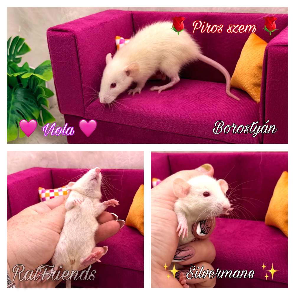 Fancy rat Available for rehoming Rattus norvegicus 