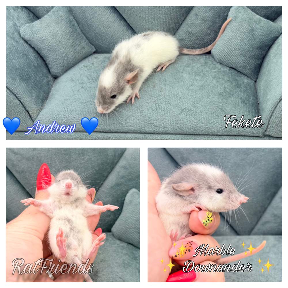 Fancy rat Available for rehoming Rattus norvegicus 