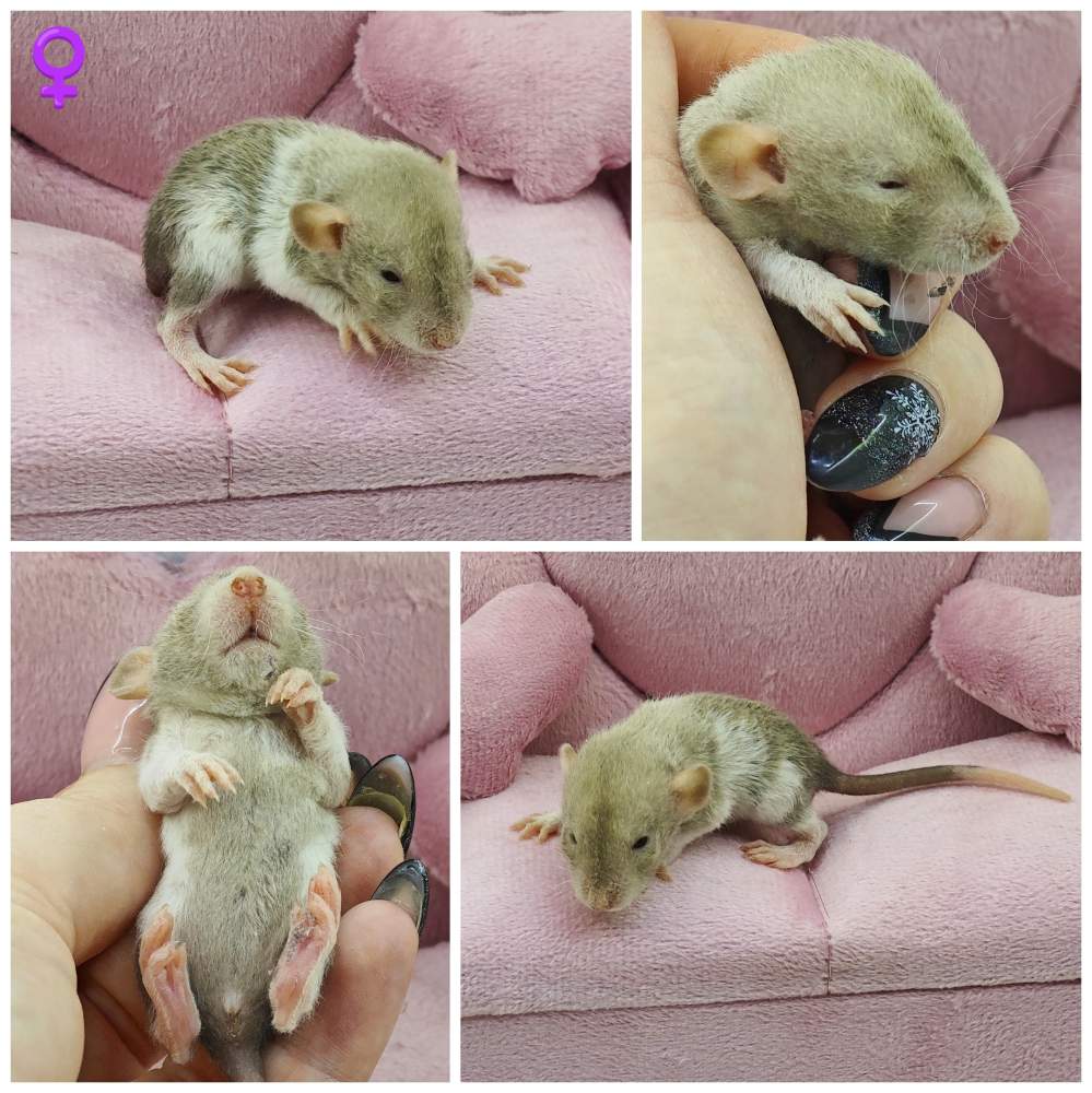 Fancy rat Breeder Rattus norvegicus 
