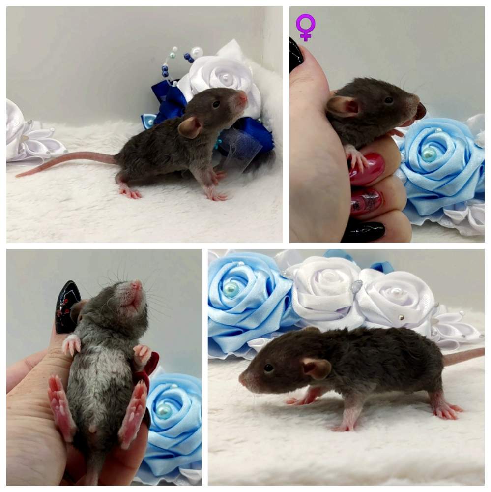 Fancy rat Breeder Rattus norvegicus 
