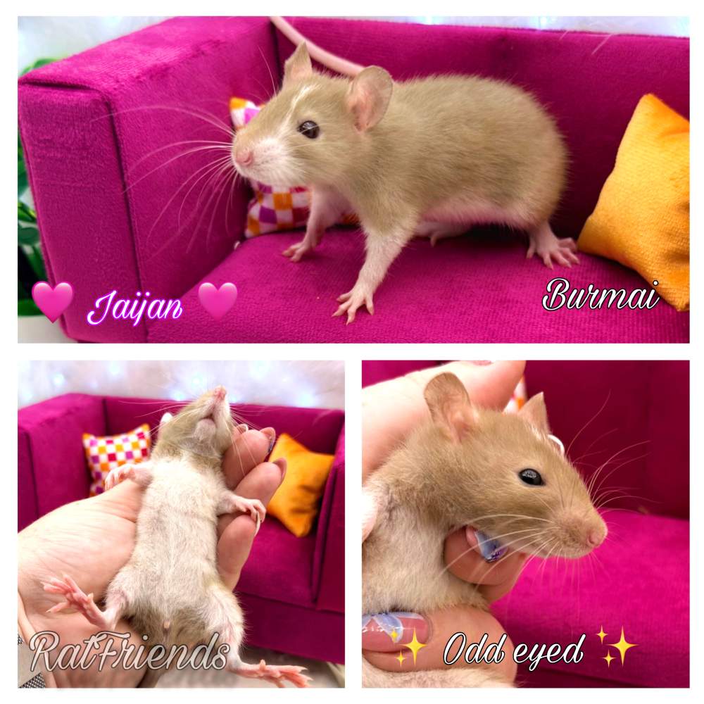 Fancy rat Breeder Rattus norvegicus 