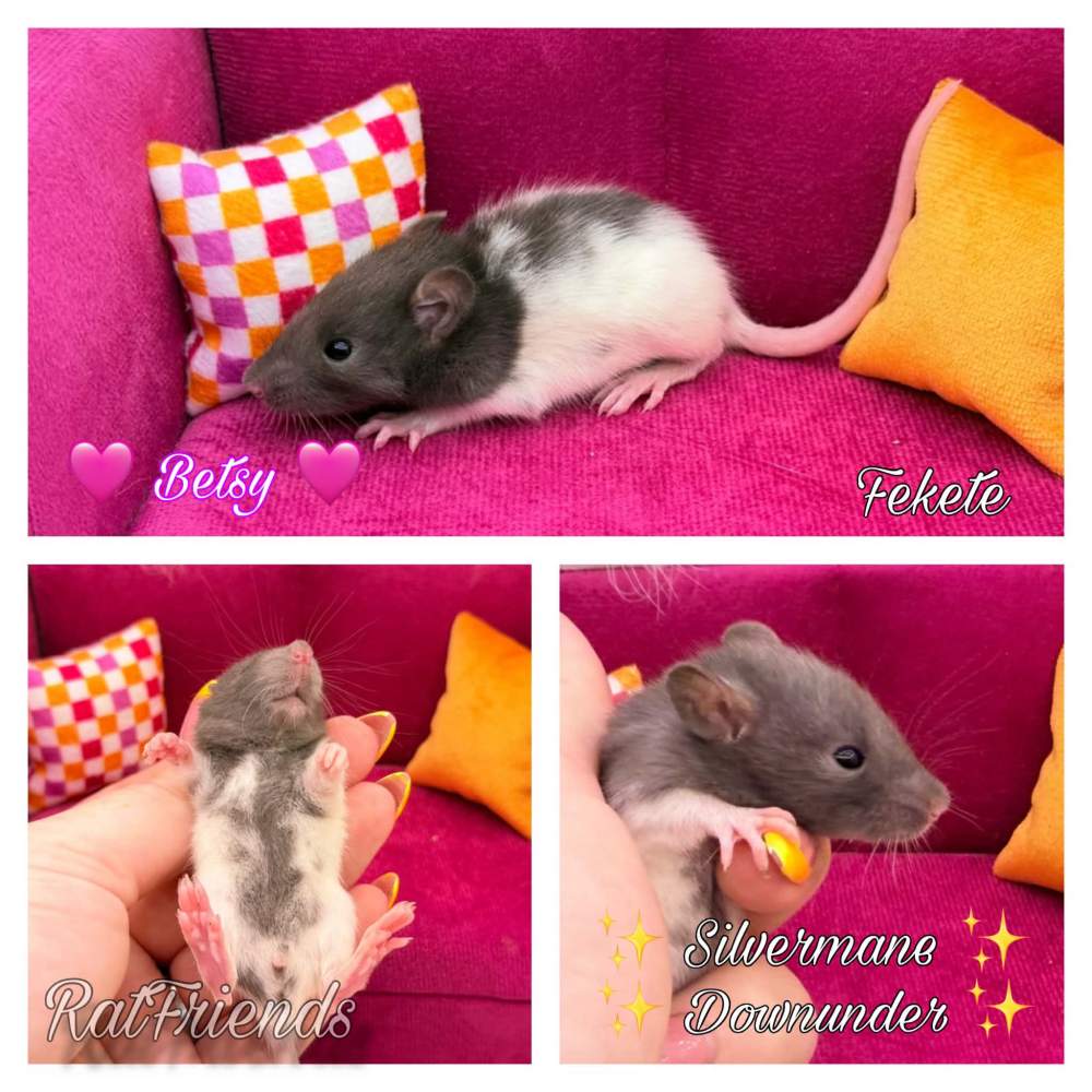 Fancy rat Available for rehoming Rattus norvegicus 