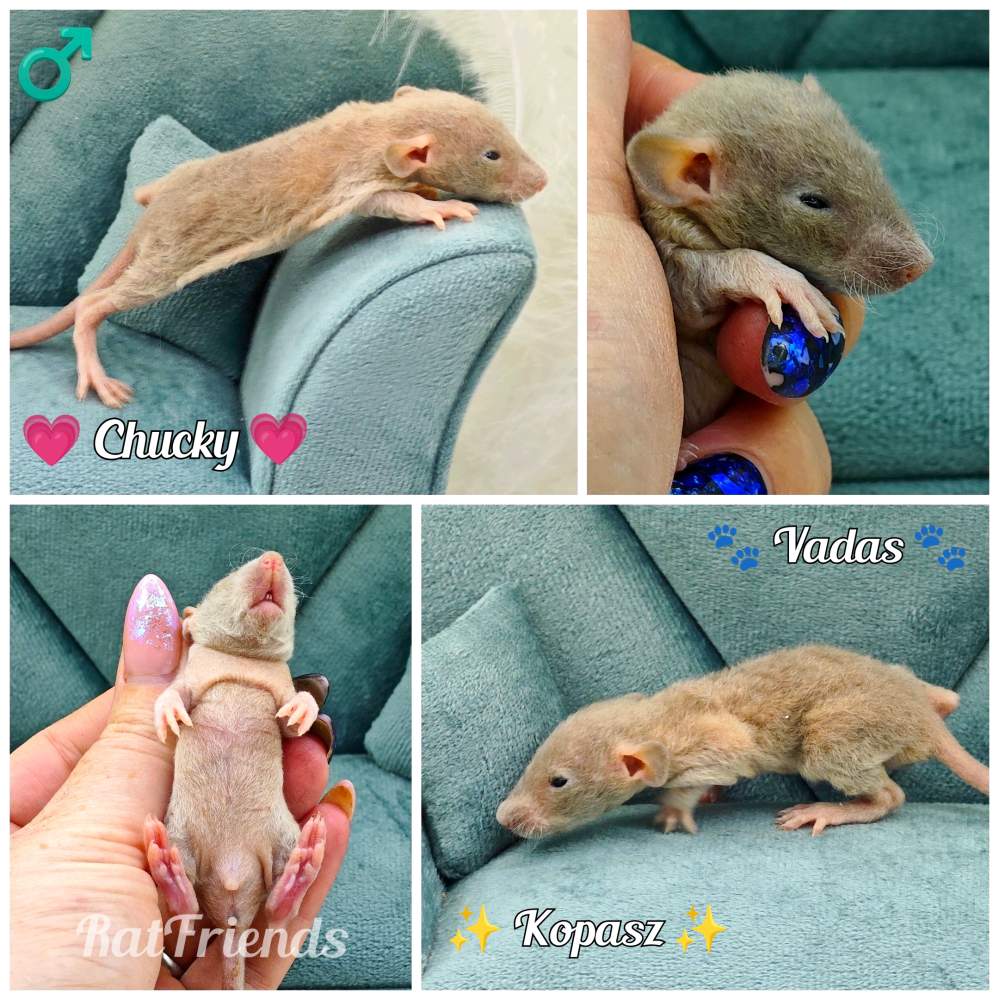 Fancy rat Breeder Rattus norvegicus 