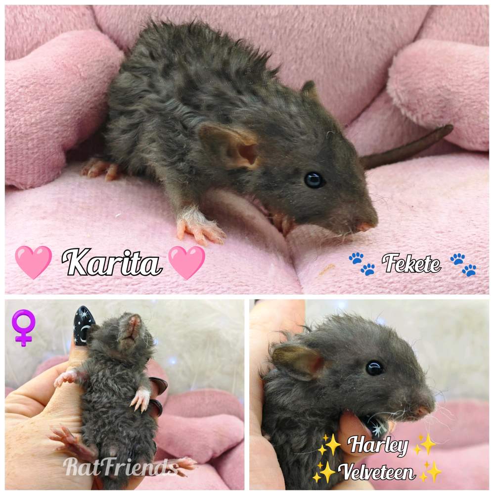 Fancy rat Available for rehoming Rattus norvegicus 