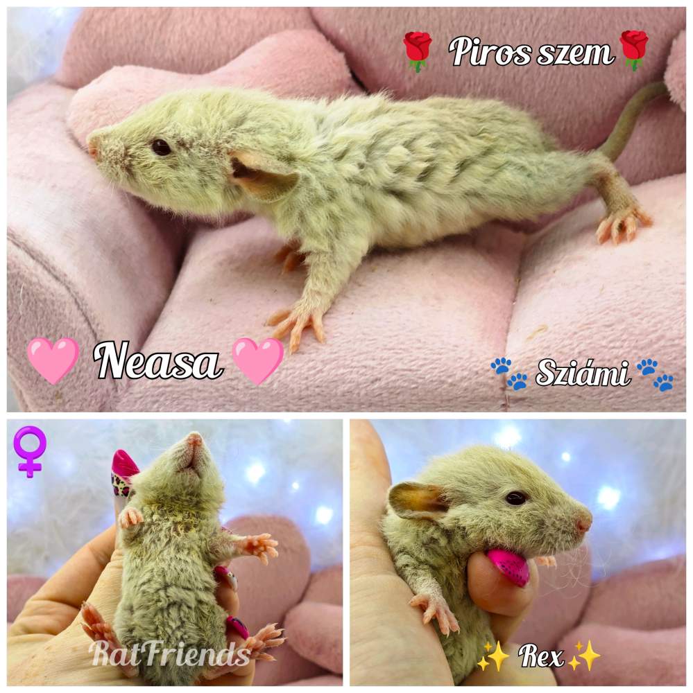Fancy rat Breeder Rattus norvegicus 