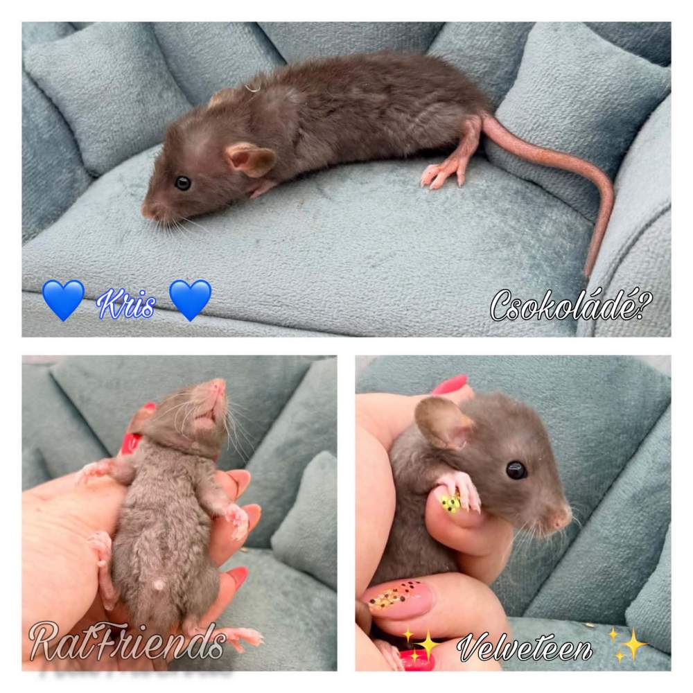 Fancy rat Available for rehoming Rattus norvegicus 