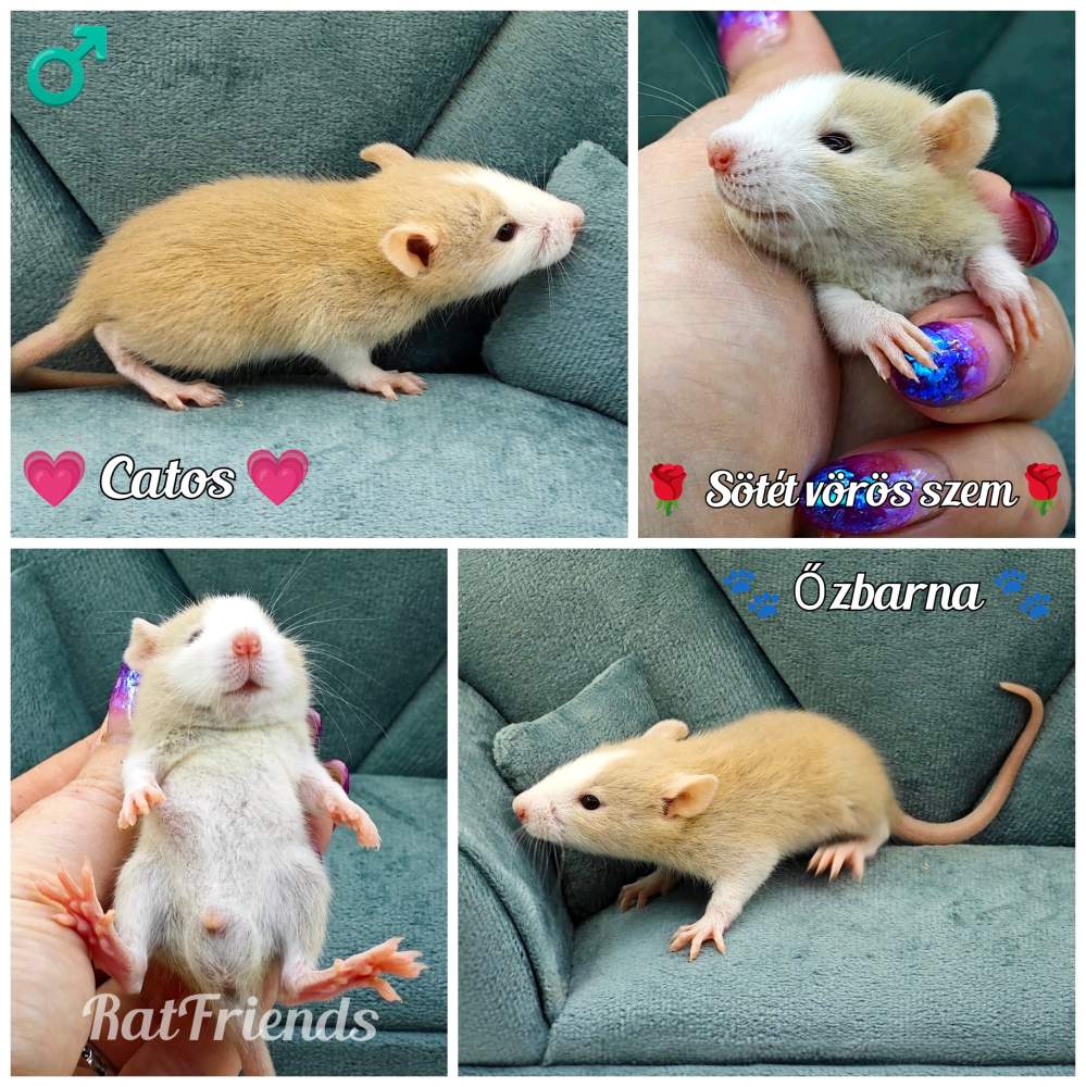 Fancy rat Owned by other Rattus norvegicus 