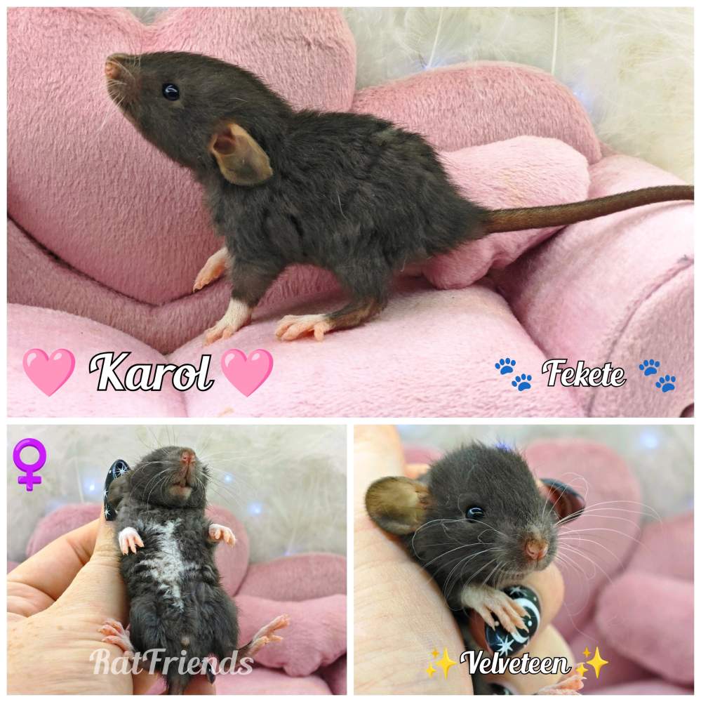 Fancy rat Available for rehoming Rattus norvegicus 