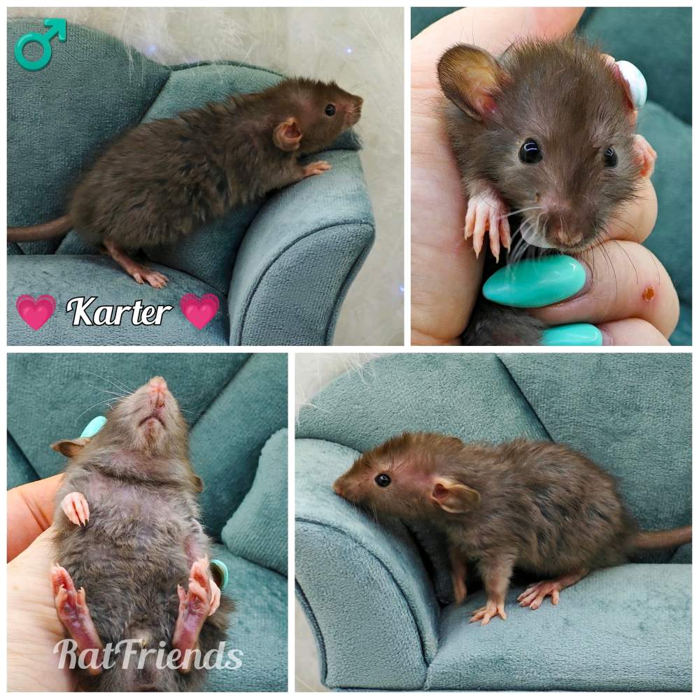 Fancy rat Owned by other Rattus norvegicus 