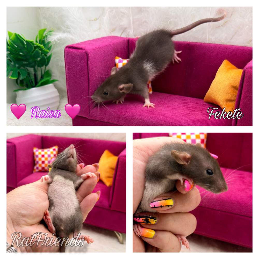Fancy rat Available for rehoming Rattus norvegicus 