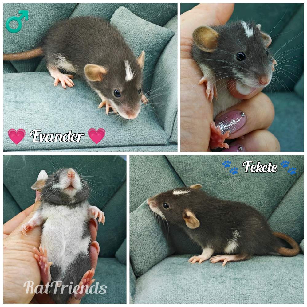 Fancy rat Available for rehoming Rattus norvegicus 