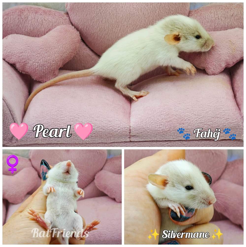 Fancy rat Breeder Rattus norvegicus 