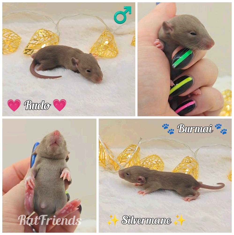 Fancy rat Owned by other Rattus norvegicus 