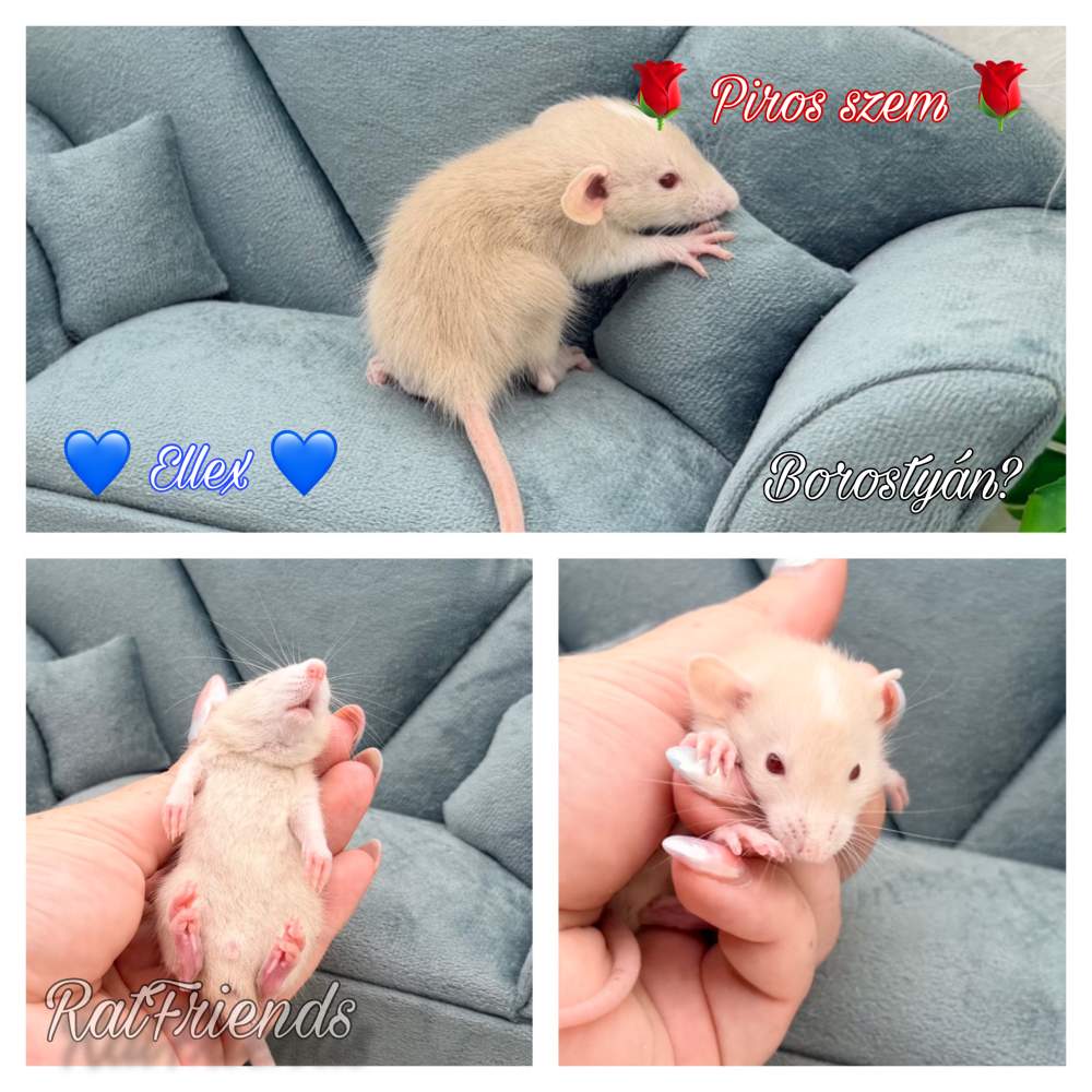 Fancy rat Available for rehoming Rattus norvegicus 