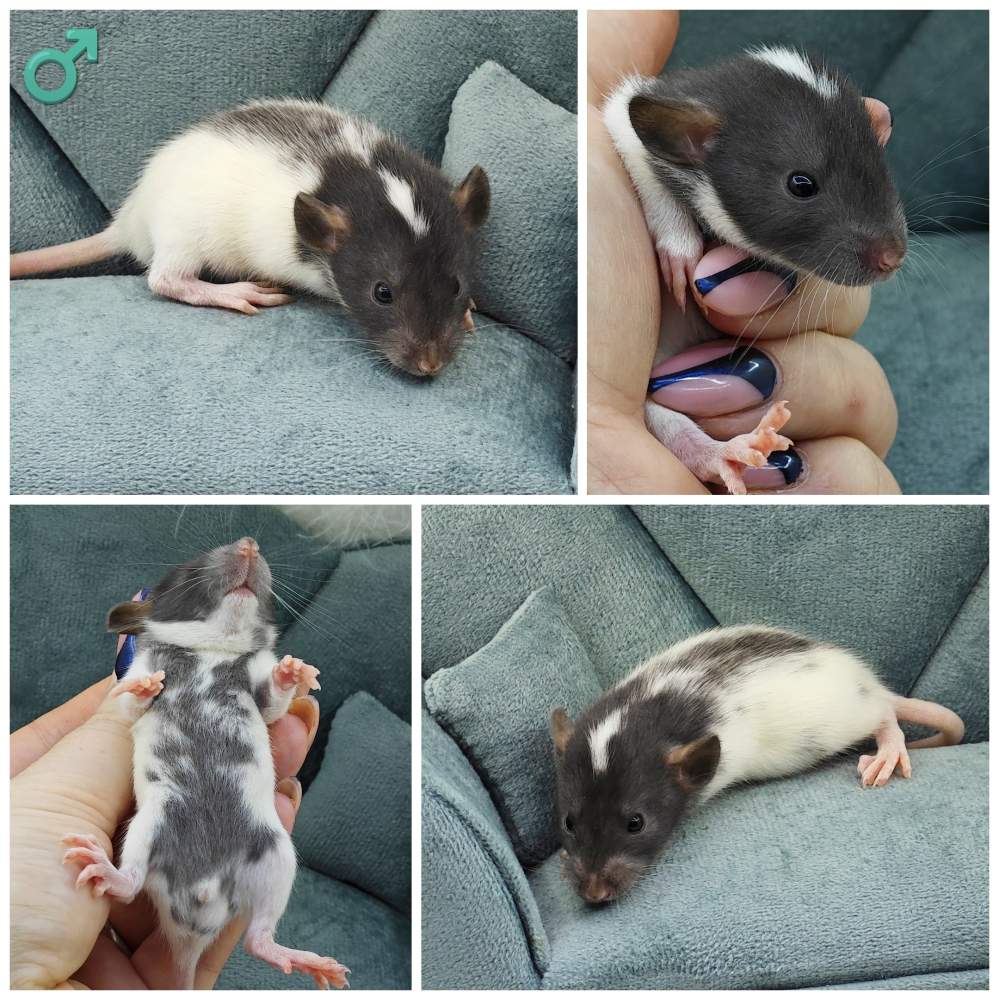Fancy rat Breeder Rattus norvegicus 
